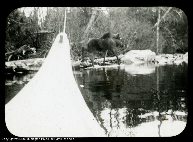 Moose Sighting